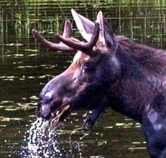 A bull moose lifts its head out of the water while eating in a small pond along Route 201 in The Forks. Main Street Skowhegan announced that the Maine Moose Permit Lottery will take place in Skowhegan during the inaugural Skowhegan Moose Festival scheduled for June 8-10.
.