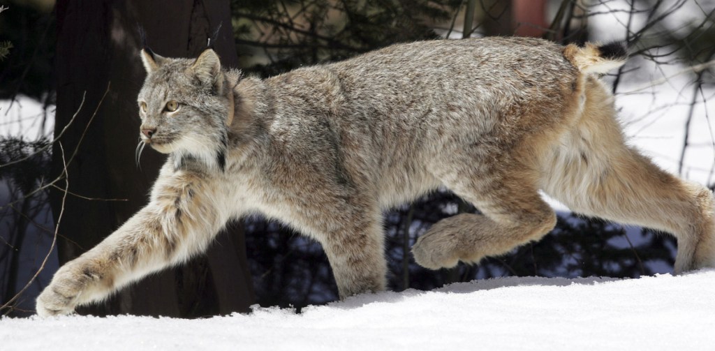 A Canada lynx heads into the Rio Grande National Forest after being released in 2005 in Colorado. The lynx, which are about the size of bobcats and have big paws to help navigate deep snow, are also found in Maine, Montana, Minnesota, Idaho and Washington state.