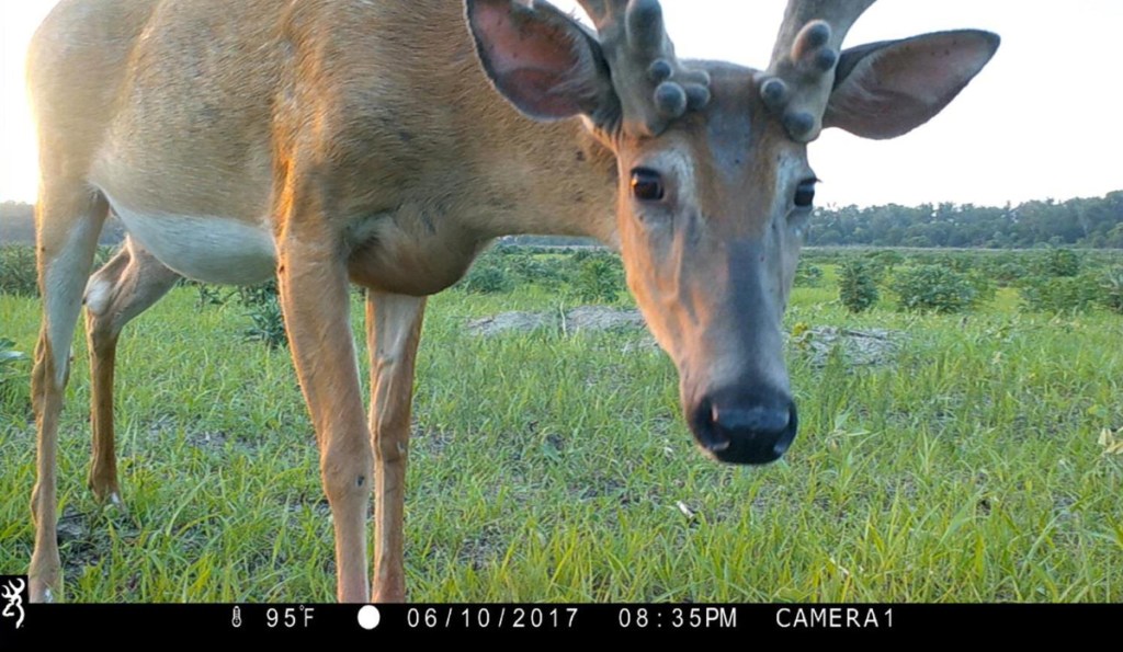 These photos from U.S. Fish and Wildlife Service motion-activated cameras show: a bighorn sheep at the Kofa National Wildlife Refuge in Arizona; a black bear at the Florida Panther National Wildlife Refuge: an osprey at the Back Bay National Wildlife Refuge in Virginia; and a moose at the Yukon Flats National Wildlife Refuge in Alaska.