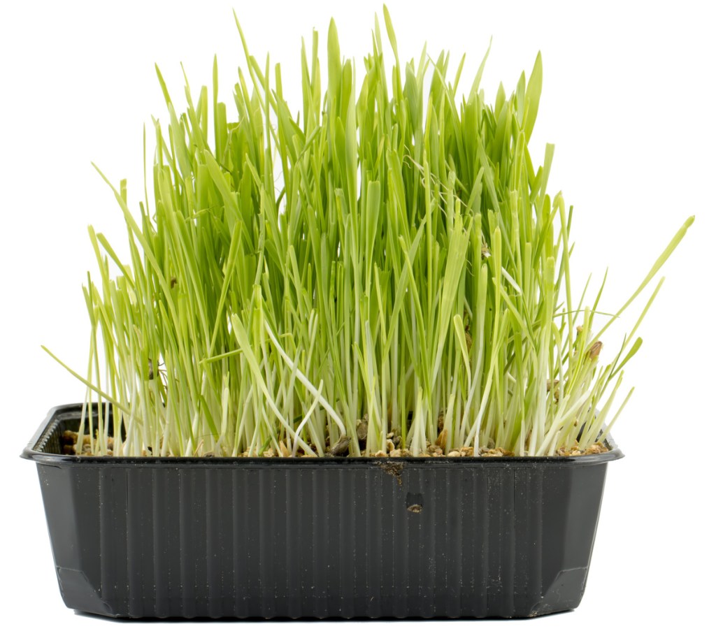 Use a heavy, shallow container for the cat grass so your pets don't topple it over while they munch.