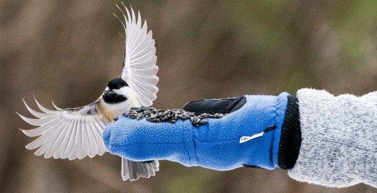 A chickadee floats onto the hand of Jean Stover of North Berwick to take a piece of bird seed. Stover enjoys the connection with nature, although she doesn't consider herself a birder. Stover puts hot sauce on the bird seed, which keeps the squirrels from eating it but doesn't affect the birds.