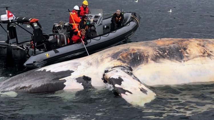 Researchers and animal rescue personnel examine the carcass of a North Atlantic right whale along the Gulf of St. Lawrence in Canada last summer. The spate of 17 deaths last year represents 3 percent of the species' total population of 450, prompting scientists to warn that the endangered marine mammals could become functionally extinct by 2040.