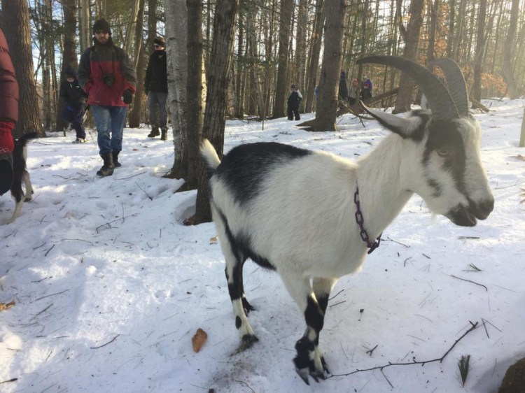 A French alpine goat accompanies hikers at Ten Apple Farm in Gray.