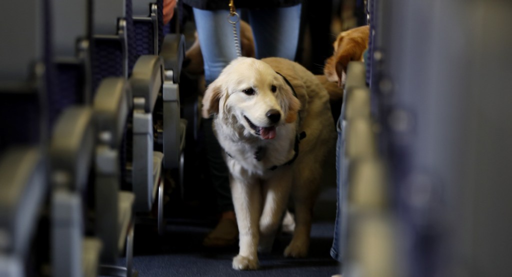 A service dog strolls through the aisle of a plane at Newark Liberty International Airport in 2017. Delta's crackdown will benefit travelers with real conditions that warrant accommodation of support animals.