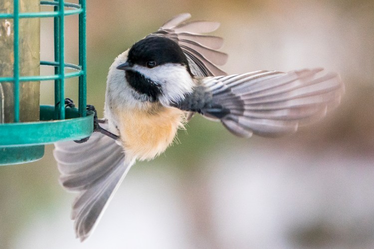 The black-capped chickadee is depicted on Maine license plates, but the boreal chickadee also lives in Maine.