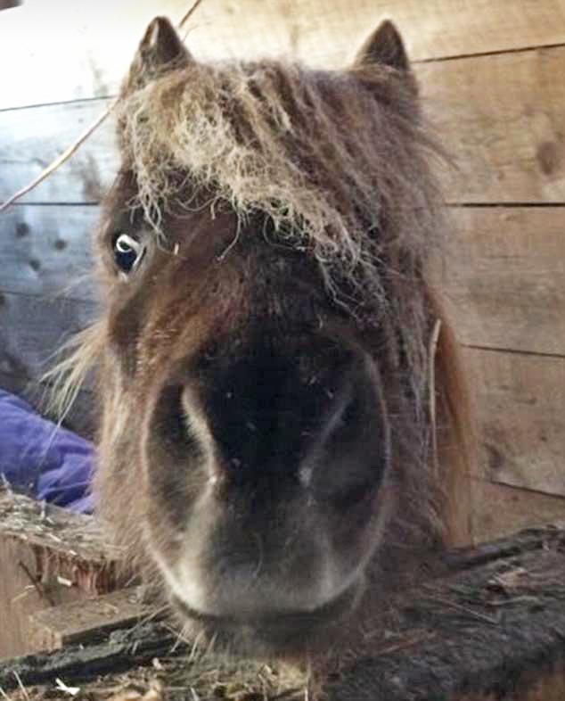 Pony with injured penis is saved from euthanasia