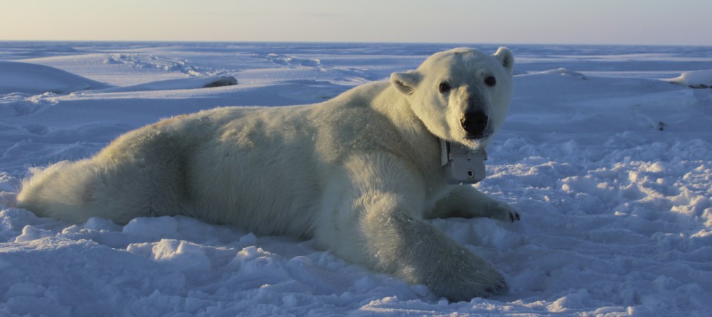 A polar bear wearing a GPS video-camera collar lies on a chunk of sea ice in the Beaufort Sea in this photo provided by the U.S. Geological Survey.