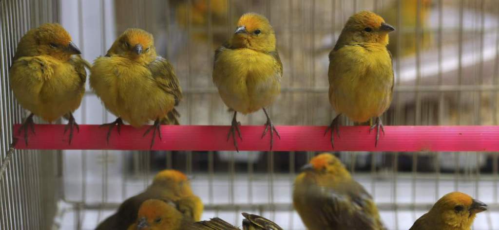 A pod of rescued finches in a cage at the Forest Service and Wildlife facilities in Lima, Peru.