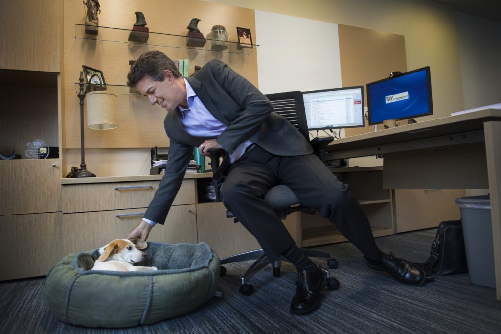 Wayne Pacelle has resigned as chief executive of the Humane Society of the United States after being accused of sexual harassment.