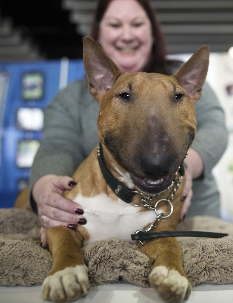 Erin Marcotte of Raymond, N.H., shows off Ronin, a 2-year old miniature bull terrier.