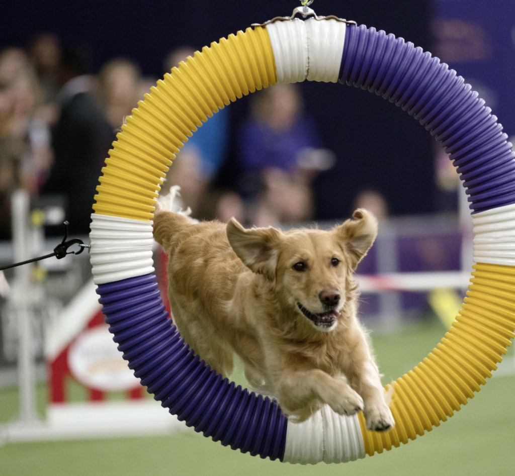 Tommee, a golden retriever, competes in the Masters Agility Championship at the Westminster Kennel Club Dog Show on Saturday.
