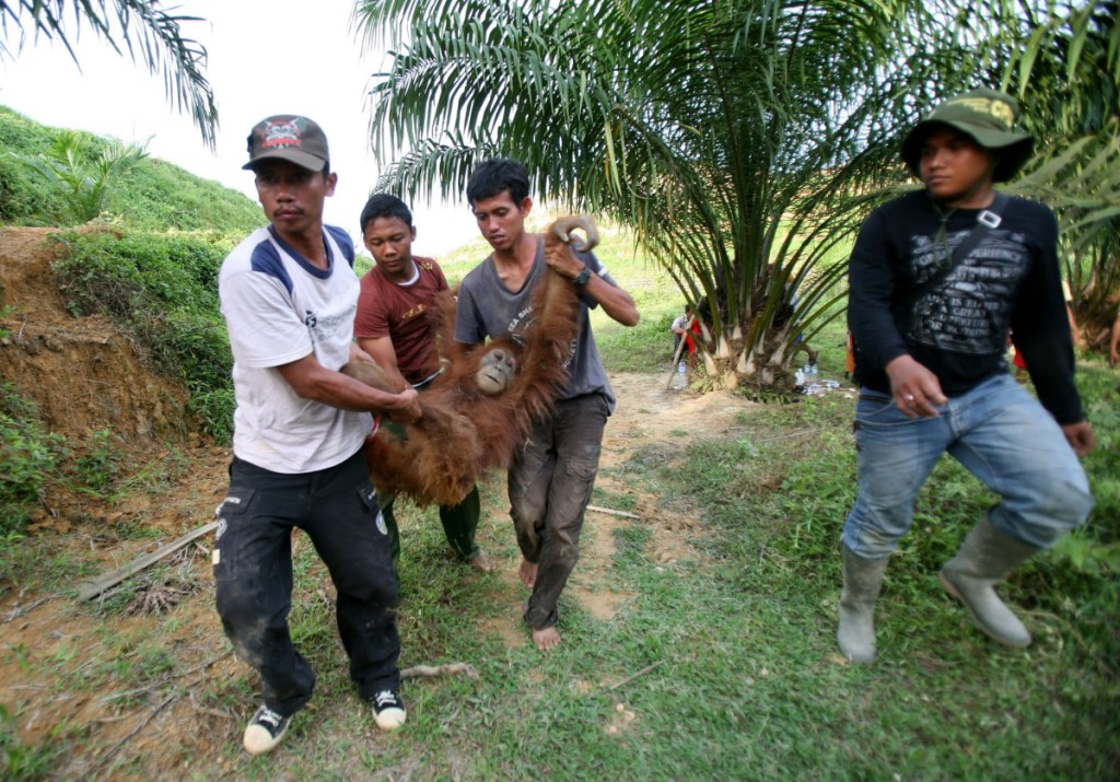 Activists of Sumatran Orangutan Conservation Programme carry an injured orangutan found by environmental activists at a palm oil plantation in Rimba Sawang village, Aceh province, Indonesia, in 2012. Indonesia has lost half of its rain forests in the last half century, putting the remaining 50,000 to 60,000 orangutans that live in scattered, degraded forests in frequent, and often deadly, conflict with humans. (AP Photo/Binsar Bakkara)