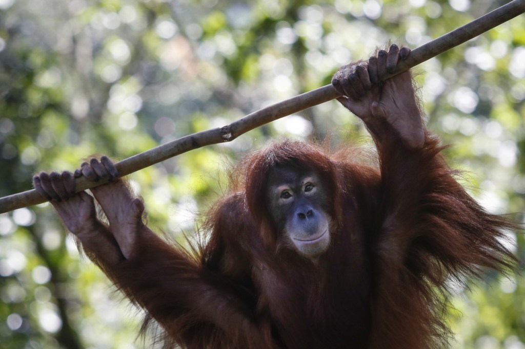 Tsunami, an 11-year-old female Sumatran orangutan, hangs on a rope in her enclosure during her birthday celebration at the National Zoo Ape Center in Kuala Lumpur, Malaysia, in 2015.