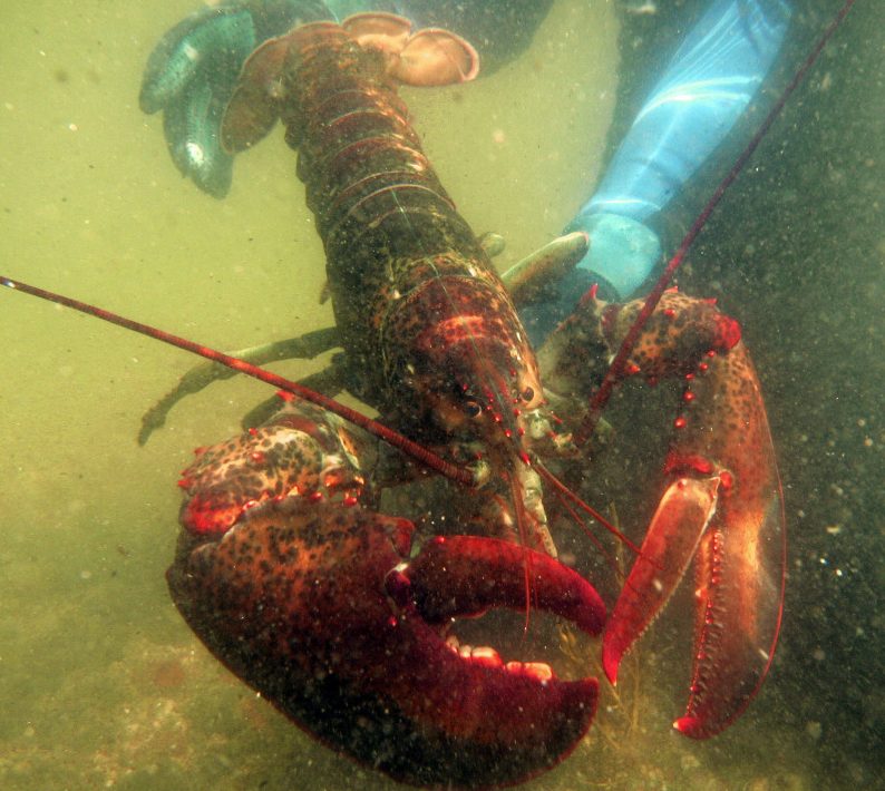 The Maine Lobster Marketing Collaborative is funded by fees paid by members of the state's industry.