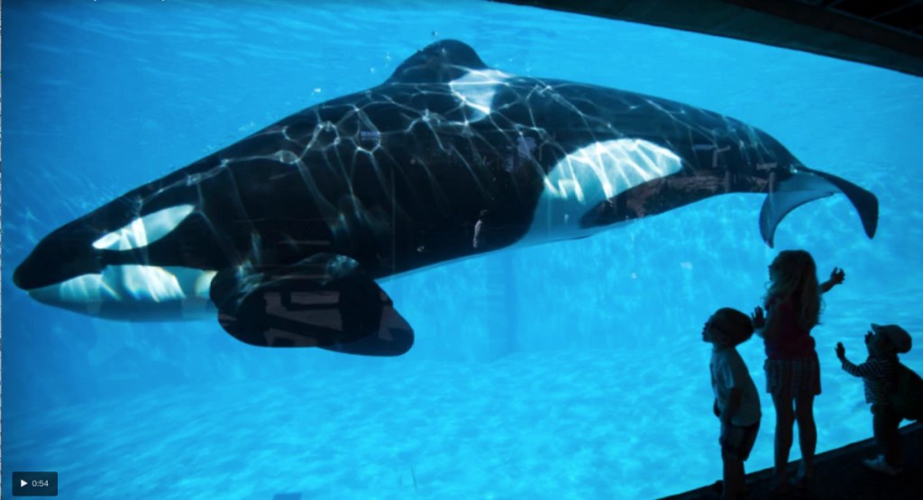 Wikie, a 14-year-old killer whale, has been recorded by researchers making sounds similar to human words.