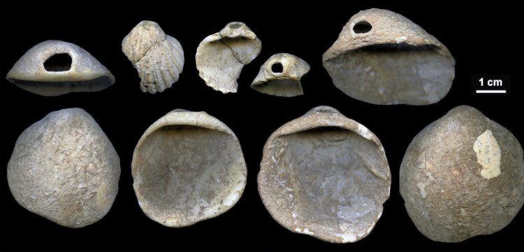 Perforated shells found in sediment near Cartagena, Spain. The artifacts date to between 115,000 and 120,000 years ago.
