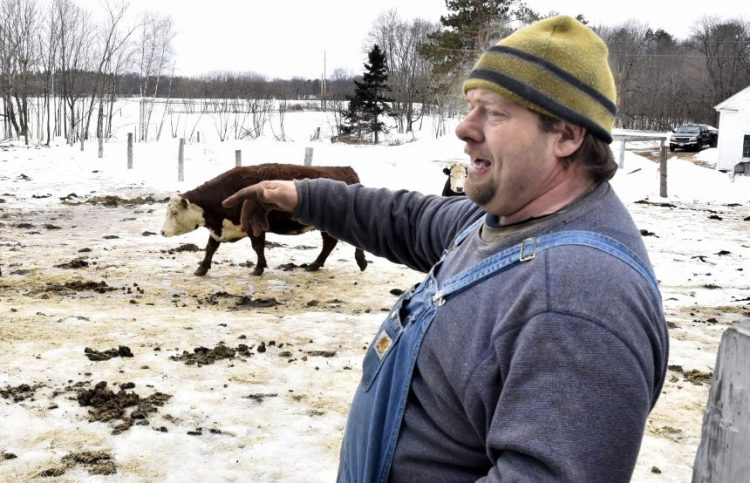 Clayton Tibbetts points to a section of fenced pasture on Thursday at his farm in Madison, where he discovered one of his Angus beef cows dead last week. He was told afterward that the 4-year-old pregnant cow named Fluffy had been shot and killed. He suspects the killer used a nearby snowmobile trail on his property and has closed the trail to snowmobiling.