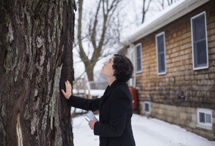 Source editor Peggy Grodinsky prepares to part with the red maple tree in her Portland yard before it was cut down Jan. 12. A reader says Grodinsky's touching story made her realize a need to refocus on things "found in the interstices" of everyday concerns.