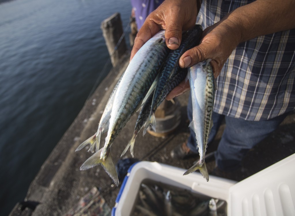 Commercial fishermen will be prohibited from fishing more than 20,000 pounds of Atlantic mackerel per trip for the remainder of the calendar year.
