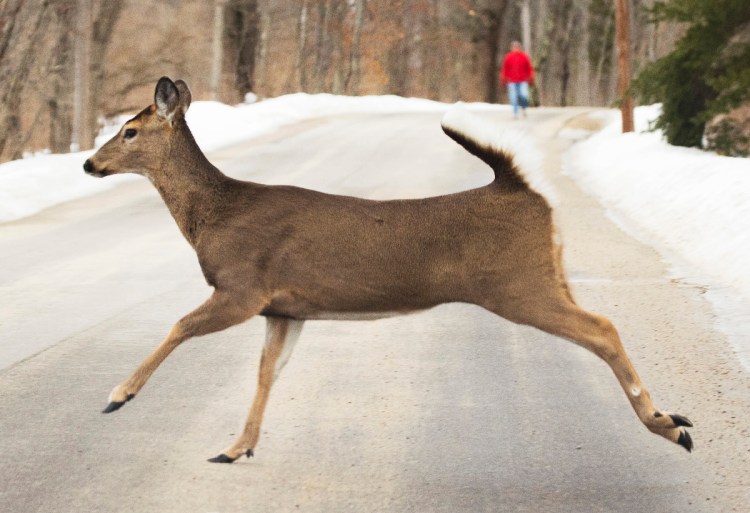 A white tail deer crosses Charles E. Jordan Road in Cape Elizabeth on Feb. 12.