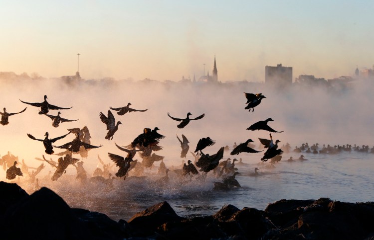 A flock of waterfowl take flight through sea smoke over Back Cove during single-digit weather at sunrise.