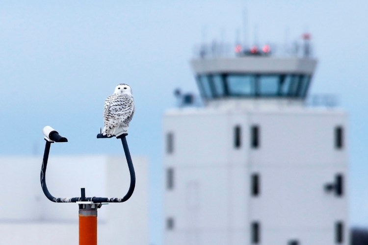 A snowy owl perches on a navigation pole at the Portland International Jetport. 