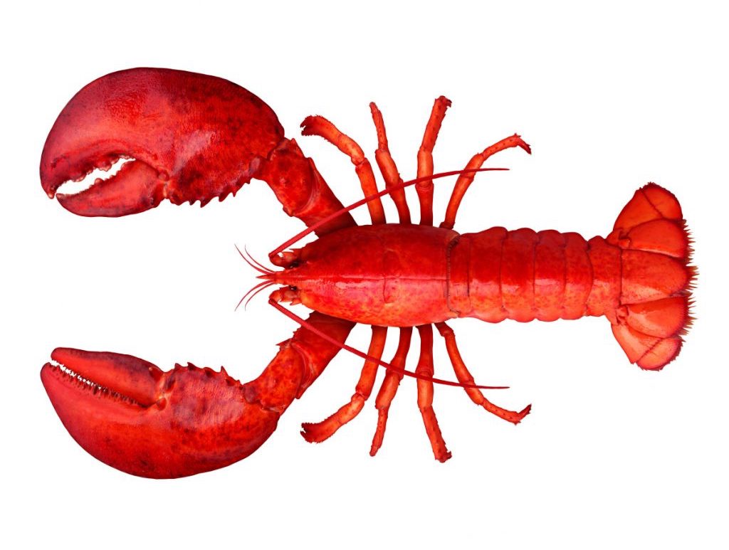 The way a lobster should be.