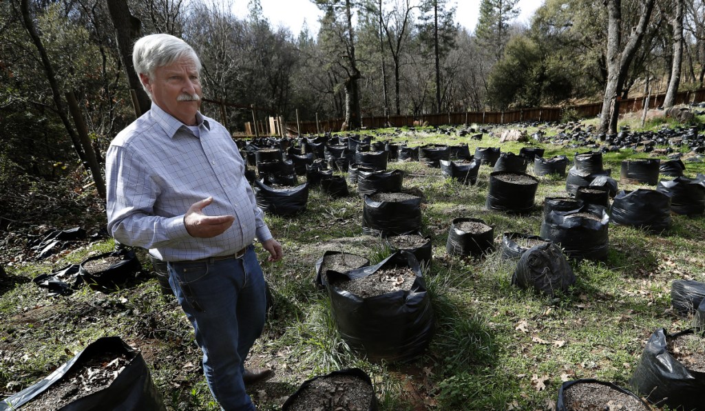 Calaveras County Supervisor Dennis Mills tours an illegal marijuana grow site in a remote area of the Sierra Foothills. The board voted January to ban all cultivation.