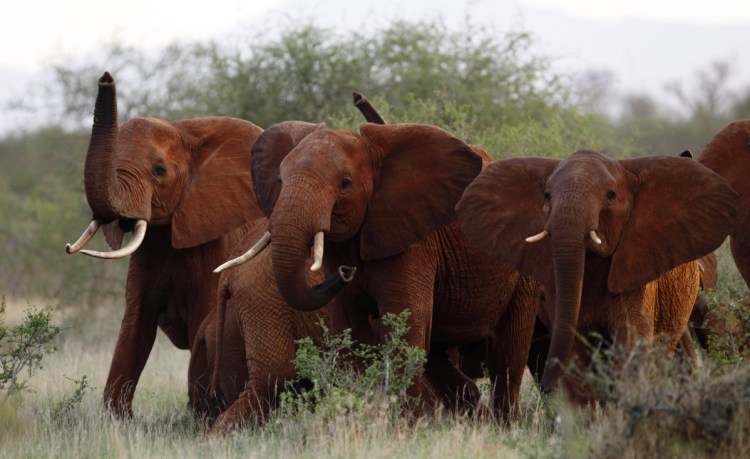 A herd of elephants travels through Tsavo East National Park in Kenya in 2010. The Trump administration is again allowing Americans to import the body parts of African elephants shot for sport, despite presidential tweets last year decrying the practice as a "horror show."