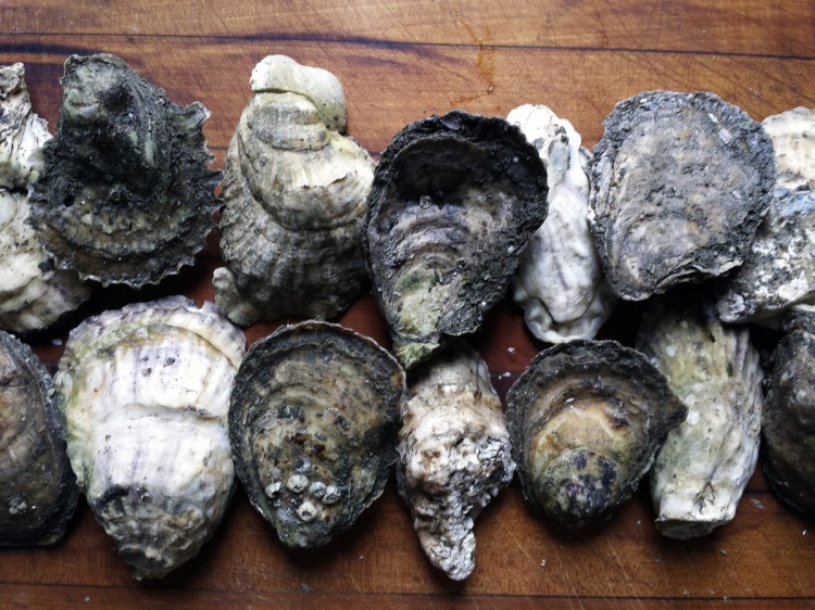 Wonky, unlovely oysters that could in no way be described as uniformly shaped? Bring 'em on.