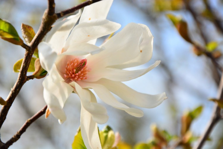 Consider star magnolia for your forever garden.