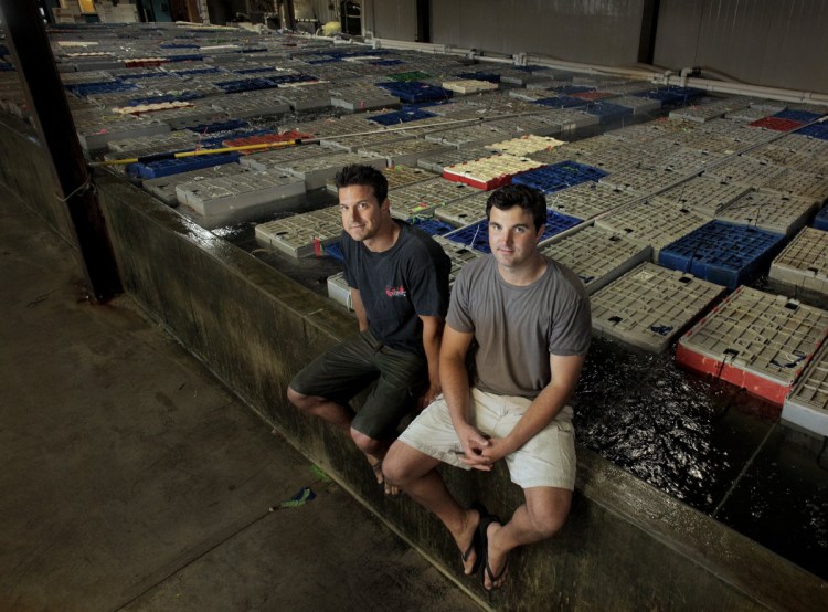 Brothers Brendan Ready, left, and John Ready, co-owners of Ready Seafood on Portland's waterfront, sit on the edge of their holding tank filled with 120,000 pounds of live lobster.