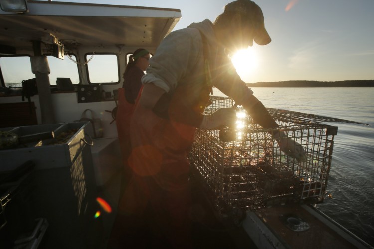 Cory McDonald removes a bait bag from a lobster trap while fishing off the coast of Stonington in 2015. Maine is about to get a new lobster processing facility that will also look for ways to add value to the product.  (Staff photo by Gregory Rec)