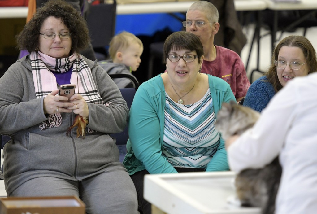 Contestants watch a cat get judged Sunday during the show in Augusta.