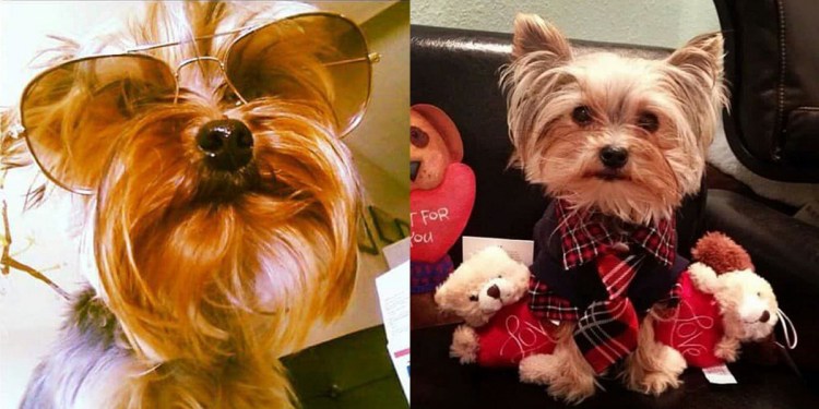 Rocco Armani was a 5-year-old Yorkie killed Monday when a man brought a pit bull into a Lewiston apartment.