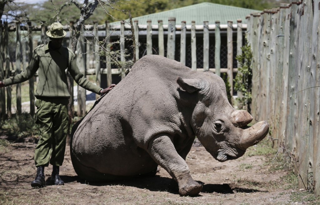 A ranger takes care of Sudan, the world's last male northern white rhino, at the Ol Pejeta Conservancy in Laikipia county in Kenya. Sudan, has died after "age-related complications," researchers announced Tuesday, saying he "stole the heart of many with his dignity and strength."