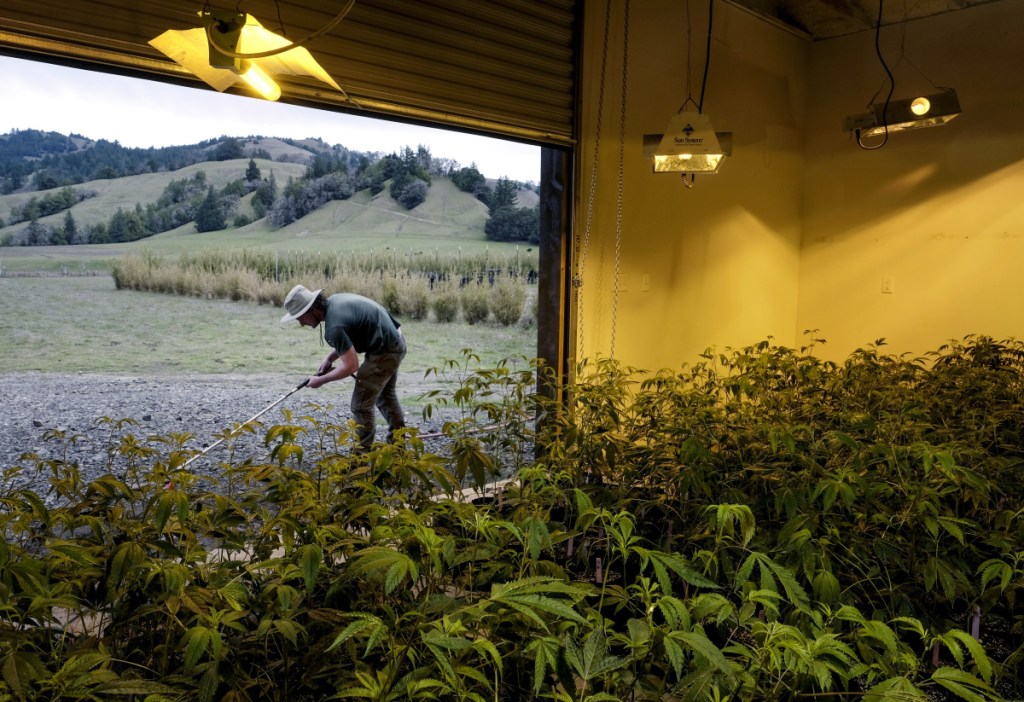 Artur Gautier, operations director, prepares to water cannabis at Winterbourne Farm in Honeydew, Calif., on March 7. The farm is owned by Scott Davies who advocates progressive social and environmental business practices.