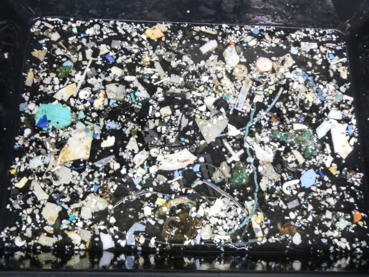 A sampling of plastic from the Great Pacific Garbage Patch. 
