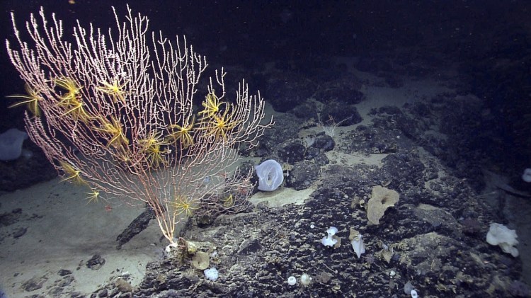 Corals grow on Mytilus Seamount off the coast of New England in the North Atlantic Ocean. A federal judge tossed a lawsuit Friday from a group of fishing associations that challenged the creation of an underwater national marine monument in the Atlantic Ocean.