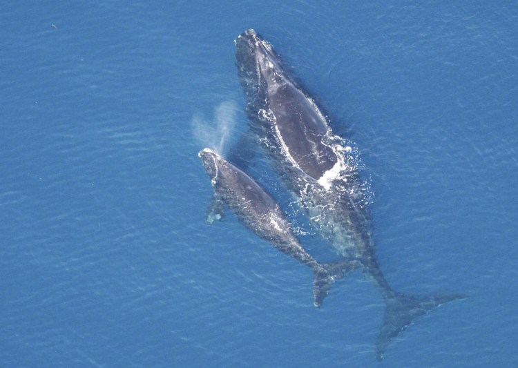 A right whale and calf swim off the coast of Florida in February 2005. The National Oceanic and Atmospheric Administration confirmed 28 mother-calf sightings that year.