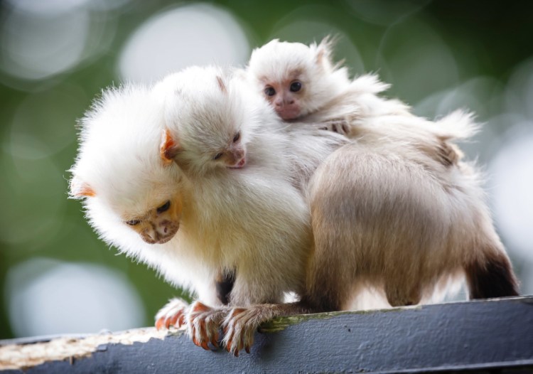 A recent study shows marmoset monkeys share more with little ones in private than when they're surrounded by other monkeys.