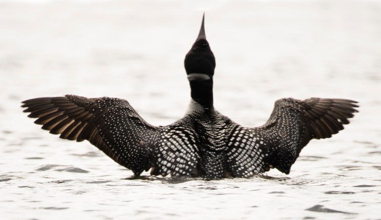 A common loon flaps its wings in the water of Third Roach Pond northeast of Greenville. The Maine Sunday Telegram received strong nominations from Mainers for this year's Source Awards, many of which emphasized the importance of building bridges between people.