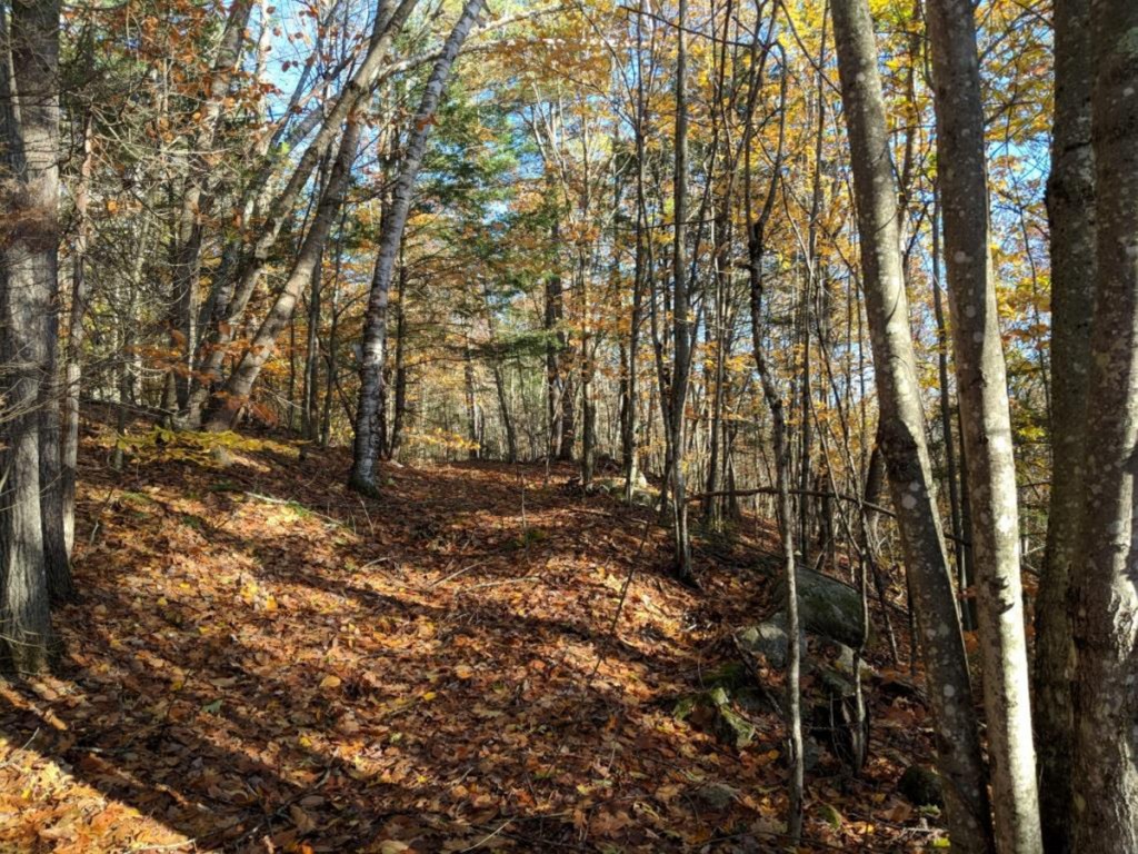 George and Linda Smith recently donated a 125-acre family woodlot in Mount Vernon to the Kennebec Land Trust. It is called the Ezra Smith Wildlife Conservation Area, after George's father.