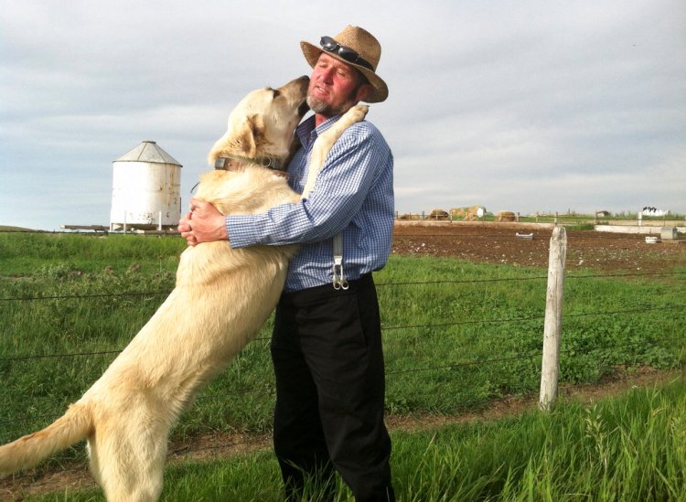 A Kangal dog greets Ben Hofer of the Hutterite Rockport Colony near Pendroy, Mont. The U.S. Department of Agriculture supplied Kangals, Karakachans and Cão de Gado Transmontanos that can weigh 150 pounds to guard sheep in 5 Western states. 