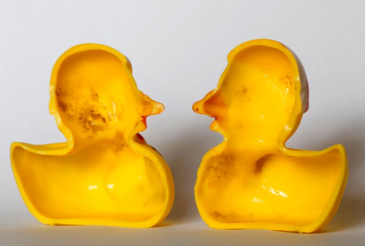 The Swiss Federal Institute of Aquatic Science and Technology said on Tuesday, researchers turned up “dense growths of bacteria and fungi” on the insides of toys like rubber ducks and crocodiles.