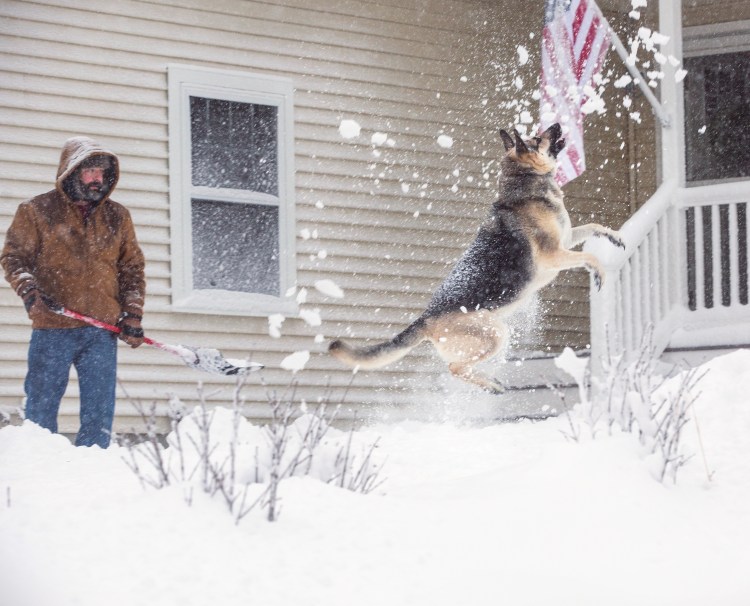 Otto leaps after a snow while his owner David Chiarello of Scarborough shovels his walkway on Thursday morning.