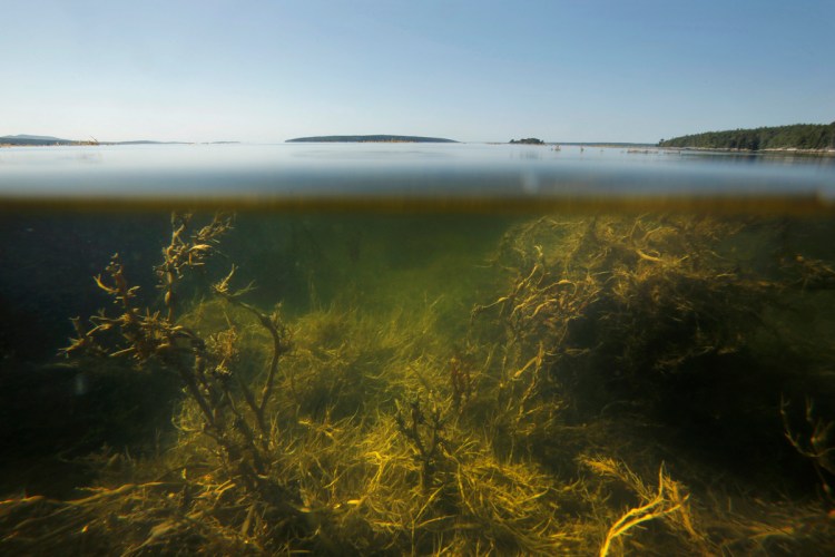 Maine-based researchers concur with findings by their colleagues in Nova Scotia that the Gulf of Maine, as seen in East Blue Hill in 2015, has been filling with unusually warm water in recent months. 