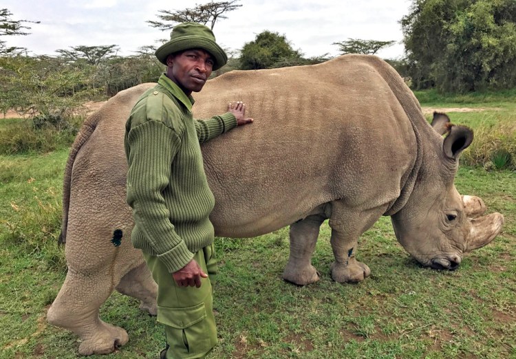 Ranger Zachariah Mutai takes care of Sudan, the world's last male northern white rhino, at the Ol Pejeta Conservancy  in Kenya in this November 2017 photo.