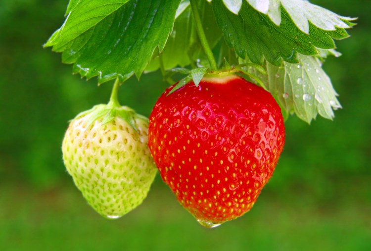 You should plant your strawberries as soon as the soil can be worked, digging a hole that will cover half of the crown and that's wide enough so you can spread the roots.