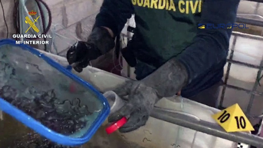 In this image released by the Guardia Civil on Friday, a civil guard works with some eels. Spain's Civil Guard says it has brought down a criminal network making lucrative profits by smuggling glass eels to Asia, a burgeoning illicit traffic that is worrying both law enforcement agencies and scientists. Four Chinese citizens, three Spaniards and three Moroccans have been arrested in Spain in an operation coordinated by the European Union's police body, Europol, and involving Spanish and Portuguese investigators.